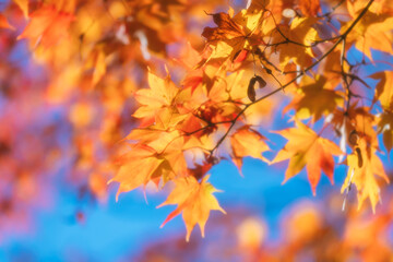 京都の常照寺の美しい紅葉