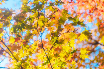 京都の常照寺の美しい紅葉