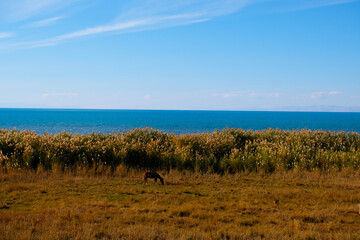 Grazing Horse by the Reeds of Lake Van