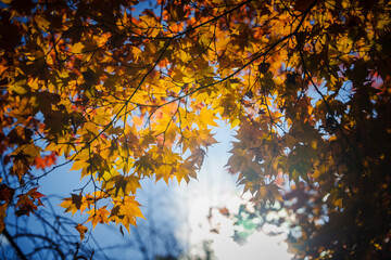 京都の常照寺の美しい紅葉
