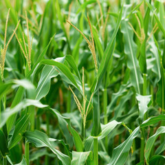 Obraz premium Green corn agriculture field