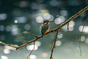 Kingfishers basking in the morning sun
