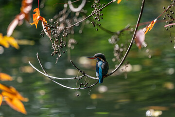 Kingfishers basking in the morning sun