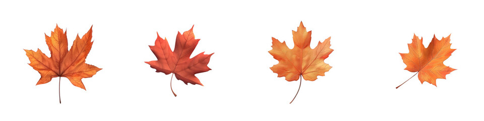 A collection of vibrant orange maple leaves showcasing the beauty of autumn, perfect for seasonal decorations and nature themes.