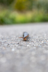 A tiger angel (Limax maximus) on its way to the meadow