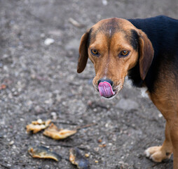 Streunender Hund geht auf der Straße spazieren.