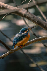 Kingfishers basking in the morning sun