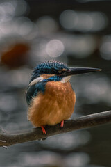 Kingfishers basking in the morning sun