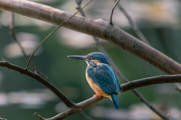 Kingfishers basking in the morning sun