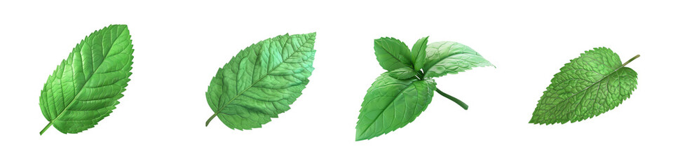 Obraz premium A collection of fresh green leaves showcasing various shapes and sizes, ideal for nature and botanical themes.