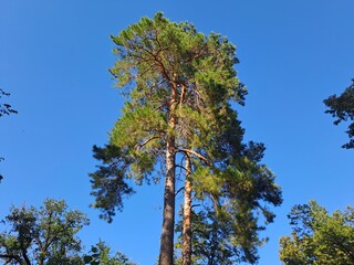 pine tree in the sky