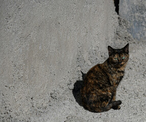 Streunende Katze läuft auf der Straße.