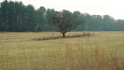 Fototapeta premium The valley Forge view with the meadows and woods in the USA 