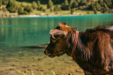 Fototapeta premium A calf eats grass on the background of a blue mountain lake