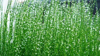 The green grass full of the dew drops in the rainy day