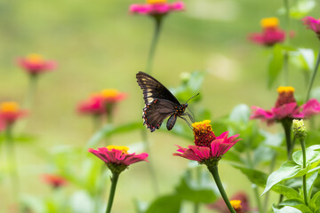 Close-Up Macro of a Black Butterfly Perched on a Vibrant Pink Flower with Soft Out of Focus Bokeh Green Background in a Garden With  Many Flowers