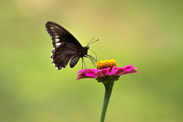 Close-Up Macro of a Black Butterfly Perched on a Vibrant Pink Flower with Soft Out of Focus Bokeh Green Background in a Garden 