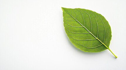 Obraz premium Close-up of a single vibrant green leaf on a plain white background, showcasing its detailed texture and veins.