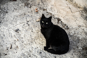 Streunende Katze läuft auf der Straße.