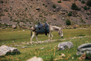Naklejka premium A donkey with a load on its back eats grass in a field in the mountains
