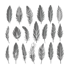 A shilhoutte feather vector design with white background