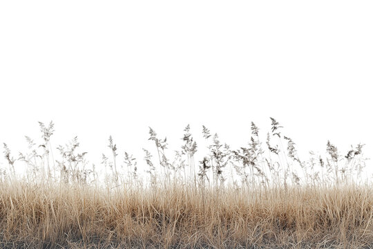 Dried grass bush isolated on transparent background, dried grass meadows