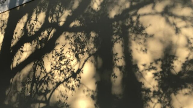 Shadows and reflections from tree branches on the wall in pre-sunset light.