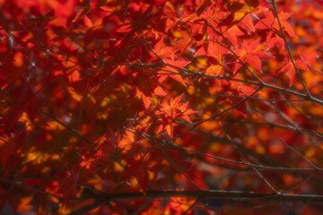 京都の常照寺の美しい紅葉