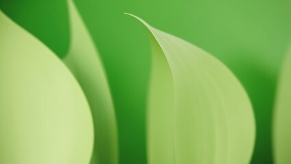 Fototapeta premium Serene Green Background with Soft Natural Light and Minimalist Style