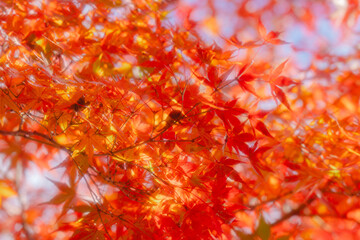 京都の常照寺の美しい紅葉