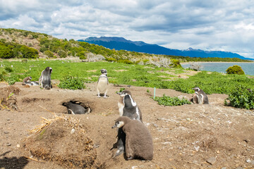Penguins colony with nests on isla Martillo island in Argentina, near Ushuaia. Magellan penguin...
