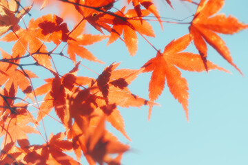 京都の常照寺の美しい紅葉