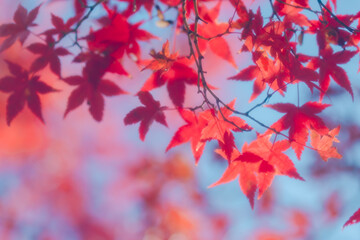 京都の常照寺の美しい紅葉