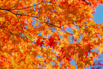京都の常照寺の美しい紅葉