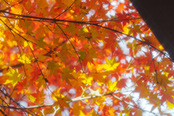 京都の常照寺の美しい紅葉