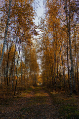 autumn alley in the birch forest