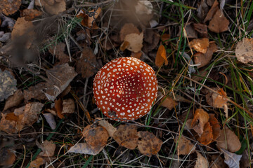 fly agaric mushroom in the forest