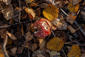 fly agaric mushroom in autumn forest