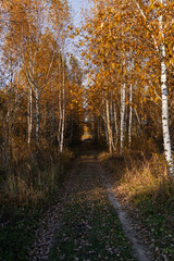 Obraz premium autumn alley in the forest
