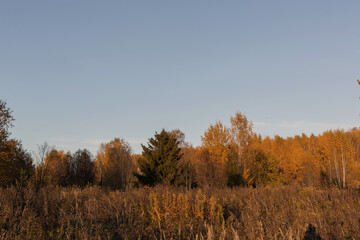 Fototapeta premium autumn in the woods