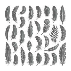 Create a shilhoutte feather vector design with white background