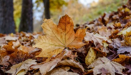 Brown and orange fallen autumn maple leaves lie on ground background