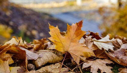 Brown and orange fallen autumn maple leaves lie on ground background