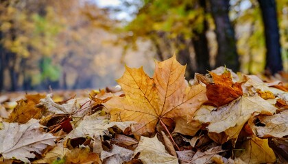 Brown and orange fallen autumn maple leaves lie on ground background