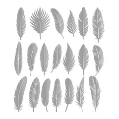 A shilhoutte feather vector design with white background