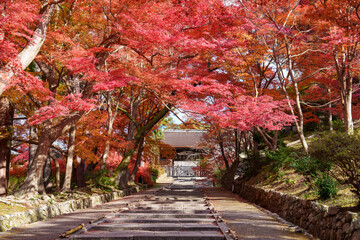 紅葉に彩られた参道と寺院の風景
Autumn Pathway Lined with Vibrant Red Leaves Leading to a Temple