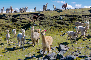 Llama and alpaca animal herd on a green meadow in Peru. Domestic and wild animals of the Andes...