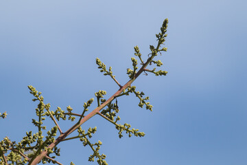 Small Mango tree blossoms .