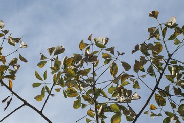 Bombax ceiba leaf or silk cotton leaf
