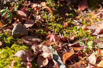 苔と落ち葉が織り成す秋の小さな風景
Small Autumn Scene with Moss and Fallen Leaves